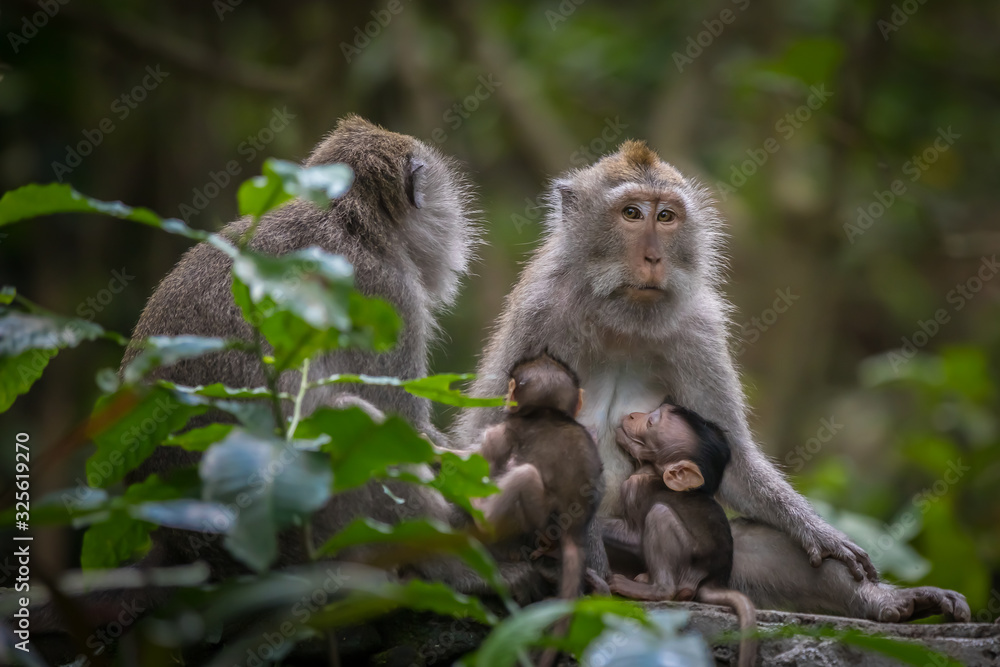 Monkeys (Macaca flavicularis) in Ubud Monkey Forest, Bali.