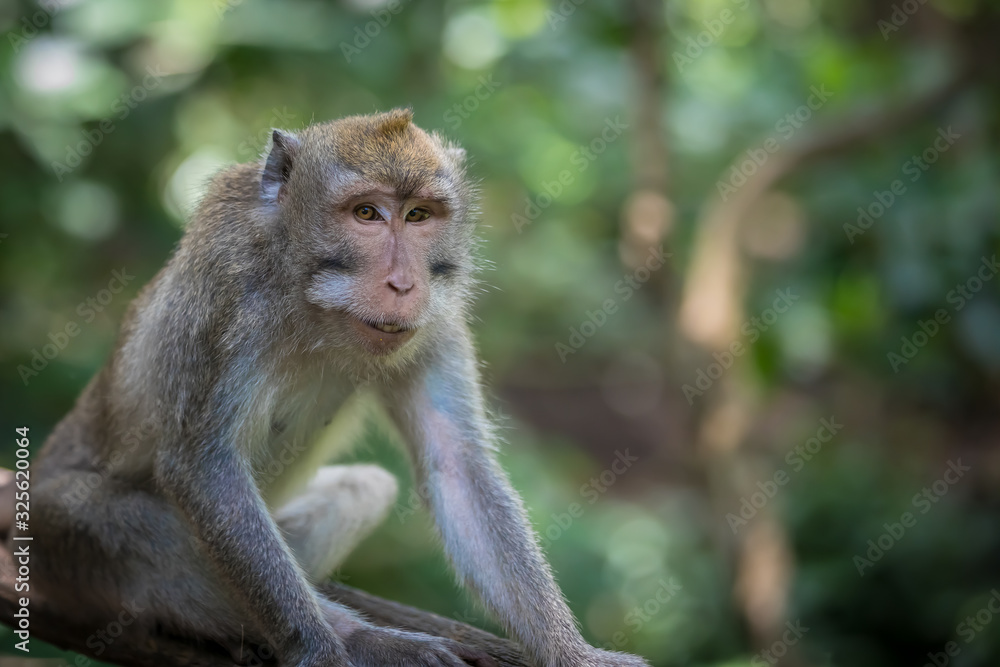 Monkey (Macaca flavicularis) in Ubud Monkey Forest, Bali. Monkey (Macaca flavicularis) in Ubud Monkey Forest, Bali.
