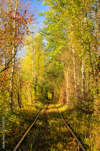 Tunnel of love. Railways. Autumnal, colorful tunnel of trees and bushes. Bright, sunny day.