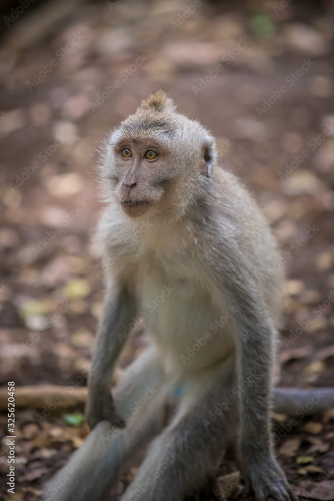 Monkey (Macaca flavicularis) in Ubud Monkey Forest, Bali. Monkey (Macaca flavicularis) in Ubud Monkey Forest, Bali.