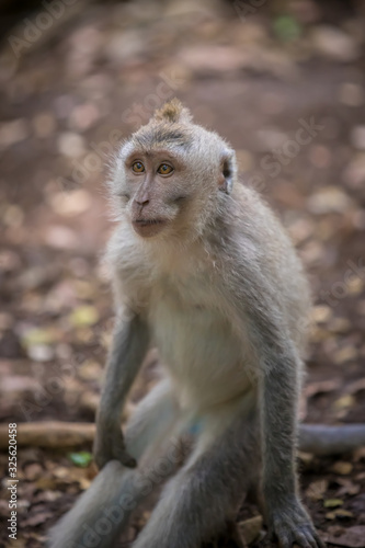 Monkey (Macaca flavicularis) in Ubud Monkey Forest, Bali. © sidoy