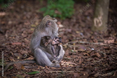 Monkeys (Macaca flavicularis) in Ubud Monkey Forest, Bali. © sidoy