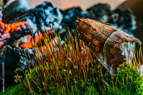 Brown butterfly sitting on the grass basking in the coals