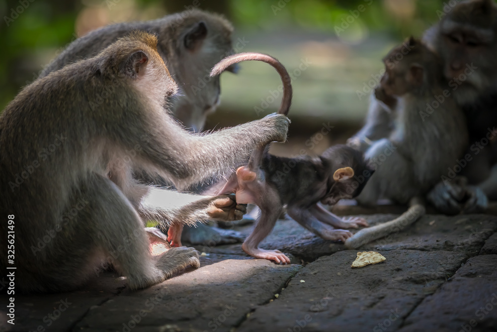 Fototapeta premium Monkeys (Macaca flavicularis) in Ubud Monkey Forest, Bali.