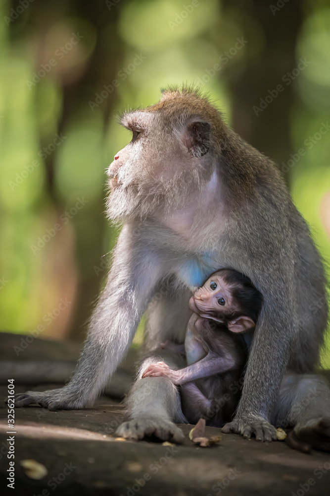 Monkeys (Macaca flavicularis) in Ubud Monkey Forest, Bali. Monkeys (Macaca flavicularis) in Ubud Monkey Forest, Bali.