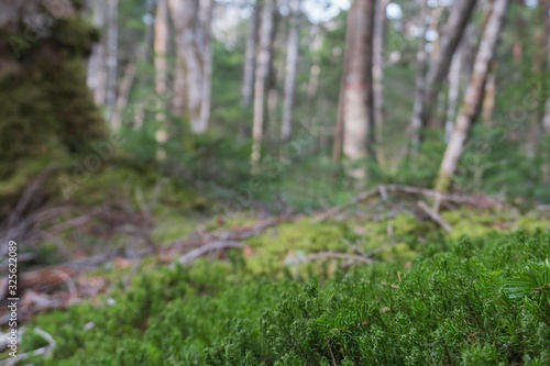 森をぼかして苔をクローズアップした風景