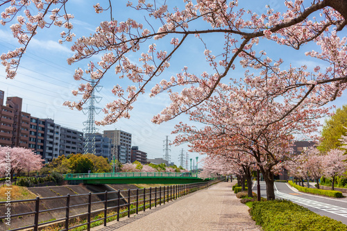 道沿いの桜