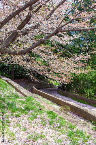 道沿いの桜
