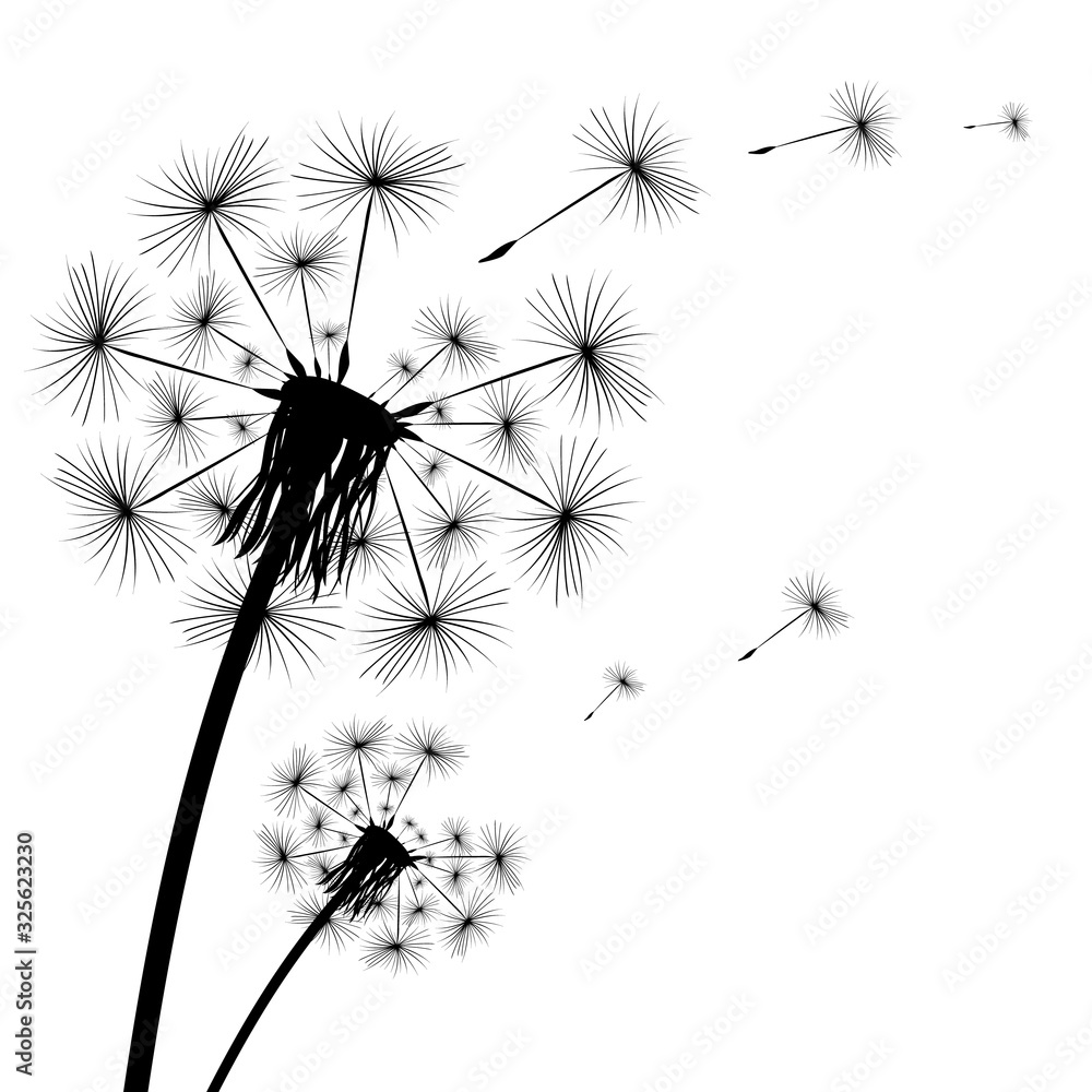 Black silhouette of a dandelion on a white background Black silhouette of a dandelion on a white background