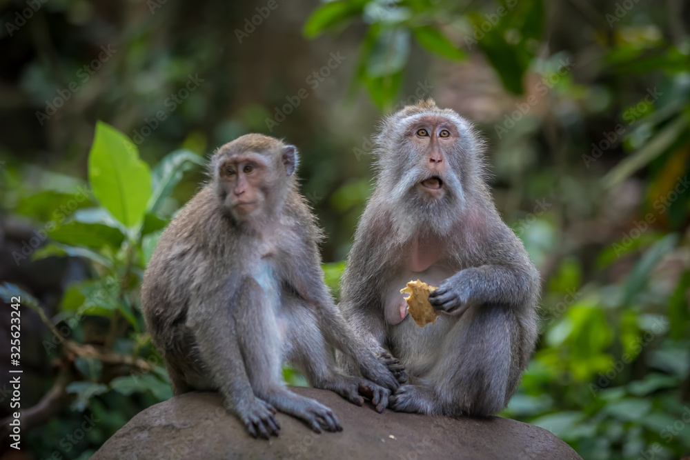 Monkeys (Macaca flavicularis) in Ubud Monkey Forest, Bali. Monkeys (Macaca flavicularis) in Ubud Monkey Forest, Bali.