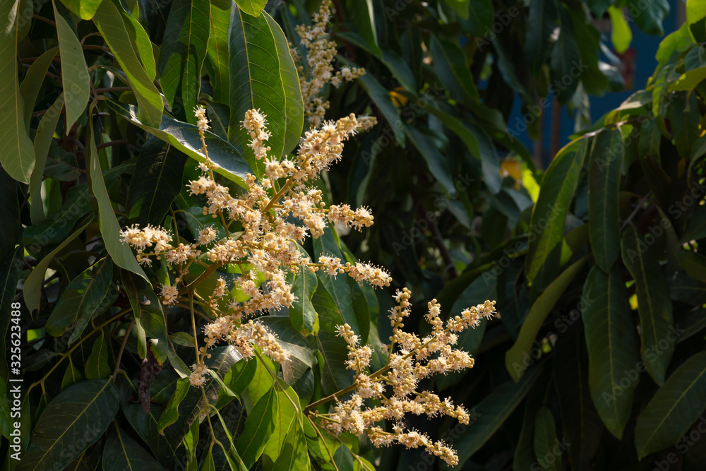 Obraz premium Longan Tropical fruit sweet,Longan flowers in tree.