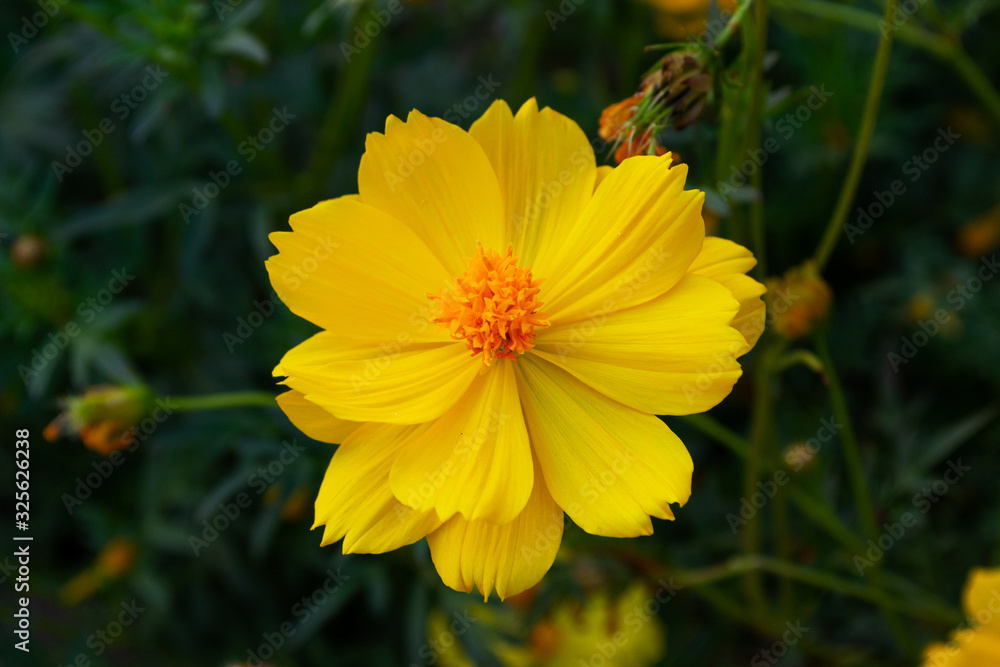 Yellow starburst flowers on the roadside. Yellow starburst flowers on the roadside.