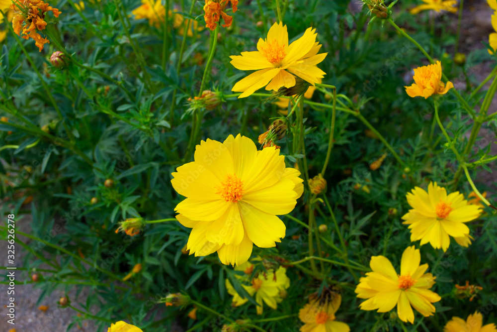 Obraz premium Yellow starburst flowers on the roadside.