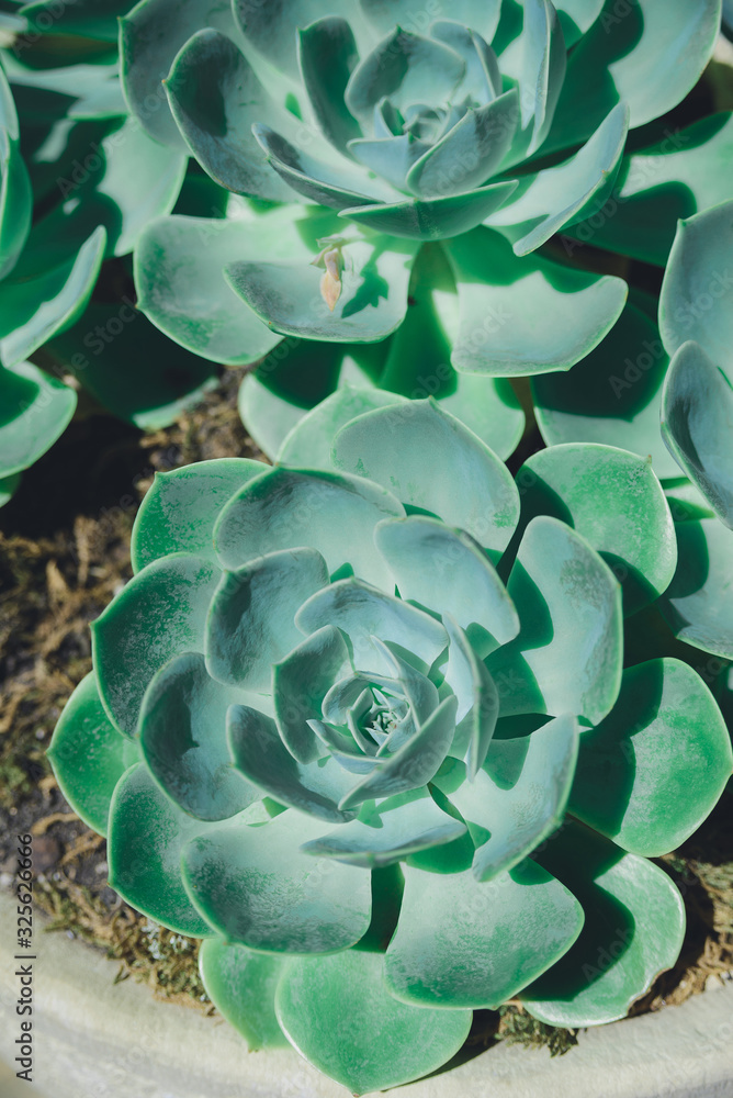 Obraz premium green aloe succulent plant rosette in stone pot, horizontal outdoors close up stock photo image