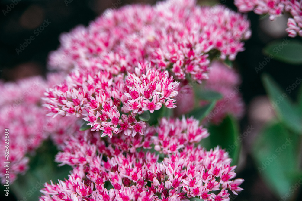 sedum telephium or Hylotelephium telephium, orpine, livelong, frog's-stomach, live-forever, Orphan John, pink colored flowers of stonecrops, closeup horizontal stock photo image background sedum telephium or Hylotelephium telephium, orpine, livelong, frog's-stomach, live-forever, Orphan John, pink colored flowers of stonecrops, closeup horizontal stock photo image background