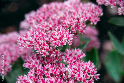Photos sedum telephium or Hylotelephium telephium, orpine, livelong, frog's-stomach, li