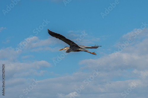 A big Great Blue Heron in Rockport, Texas