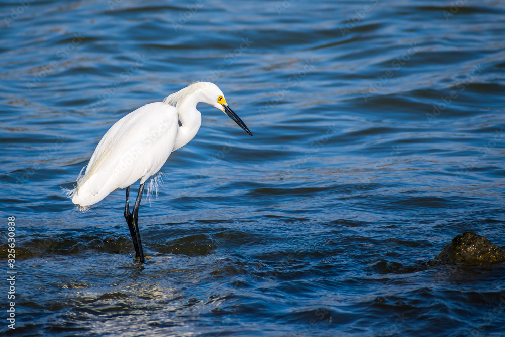 A Snowy White Egret in Rockport, Texas A Snowy White Egret in Rockport, Texas