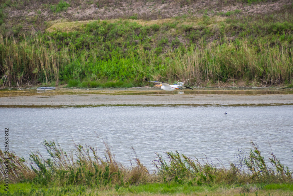 Brown Pelican flying along Estero Llano Grande State Park, Texas