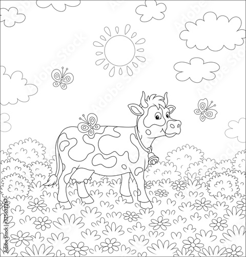 Spotted dairy cow walking on lush grass among flowers and flittering butterflies on a summer field on a sunny warm day  black and white vector cartoon illustration for a coloring book page