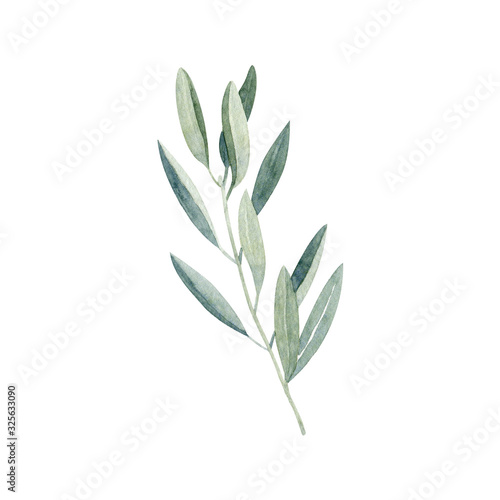 Eucalyptus branch and leaves - watercolor hand drawn clipart isolated on white background. Hand painted floral illustration.