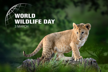 World Wildlife Day. Text  on lion cub background
