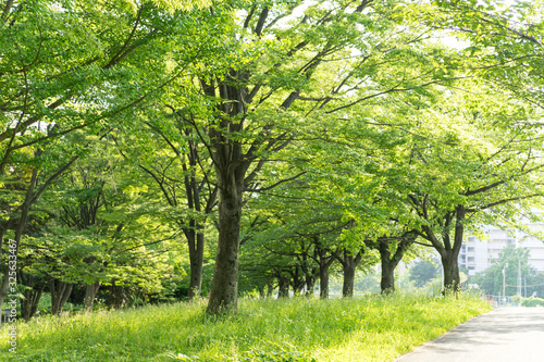新横浜公園の緑