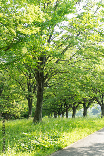 新横浜公園の緑
