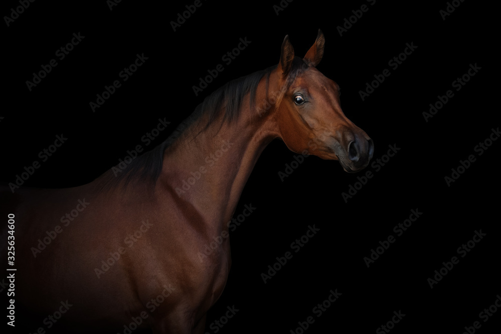 Naklejka Portrait of a beautiful chestnut arabian horse on black background isolated