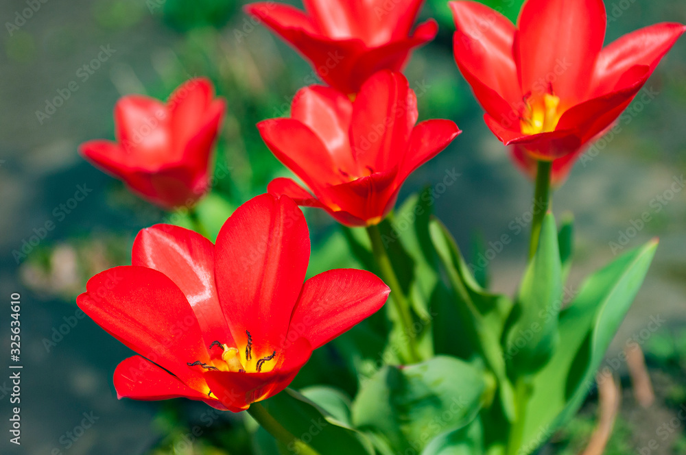 Bright red tulip flowers. Bright red tulip flowers.