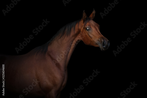 Portrait of a beautiful chestnut arabian horse on black background isolated