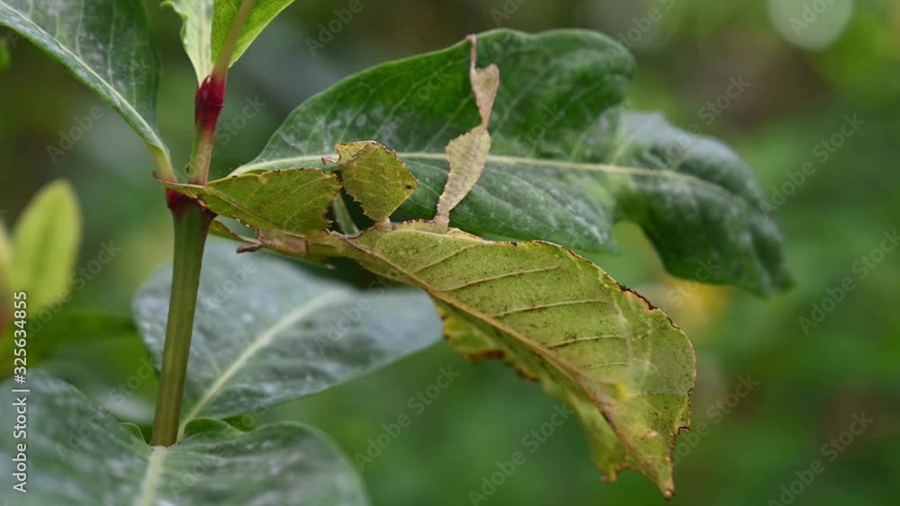 Leaf Insect, Phyllium westwoodii; sticking under a leaf and well camouflaged and then moves towards the stem. Leaf Insect, Phyllium westwoodii; sticking under a leaf and well camouflaged and then moves towards the stem.