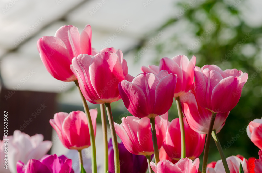 Fototapeta premium Garden tulips in the spring sun in the greenhouse