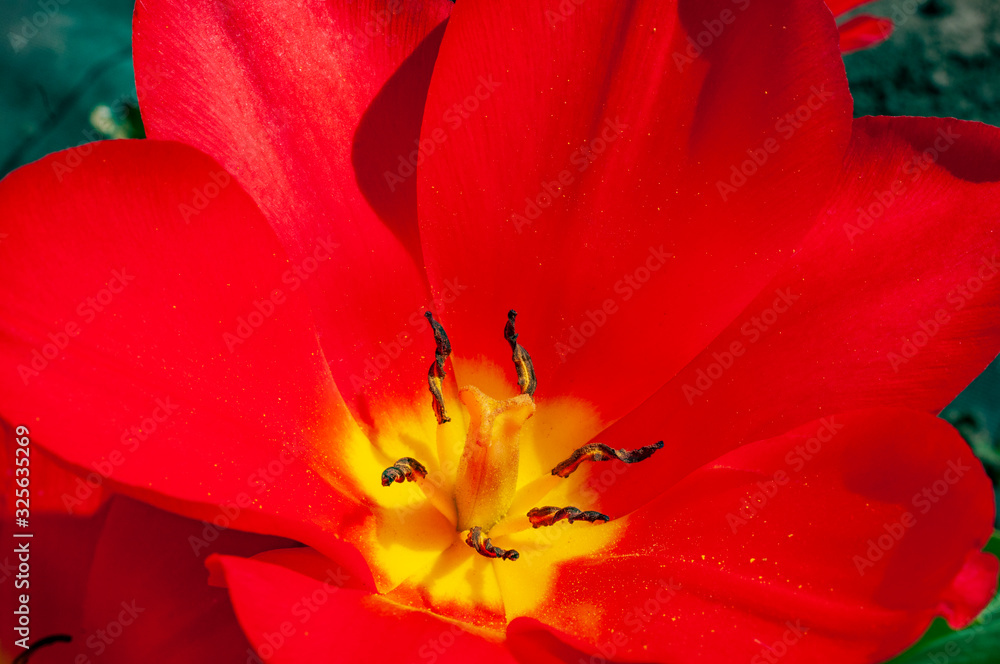 Macro shot of big red tulip flower. Macro shot of big red tulip flower.