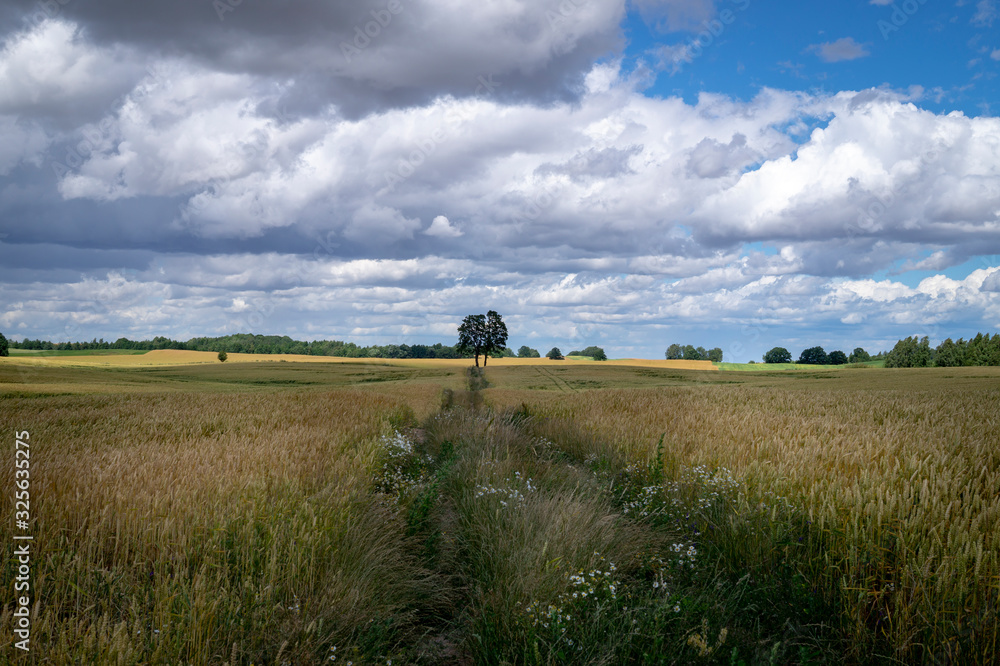 Naklejka premium Agricultural landscape with cereal crop