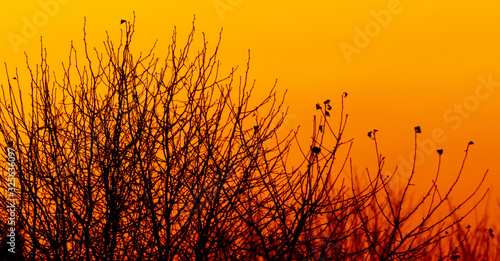 Tree branches on a sunset background