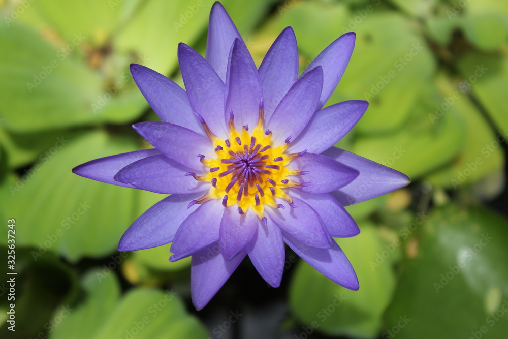 Purple lotus flower blooming photo blur background Purple lotus flower blooming photo blur background