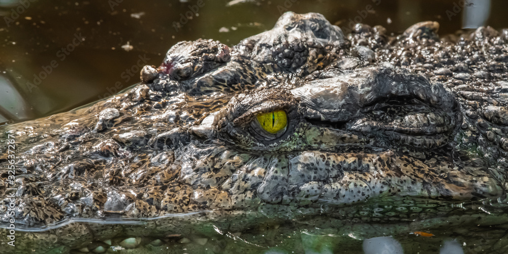 Fototapeta premium The head of a crocodile in a muddy river