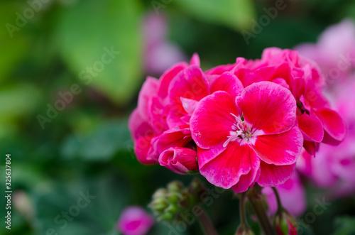 Garden Geranium Pink Flowers. Close up shot with space for text