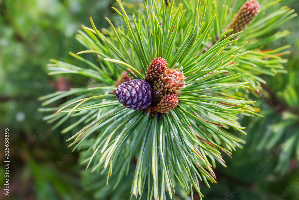 Top of mountain pine branch with cone and young shoots Top of mountain pine branch with cone and young shoots