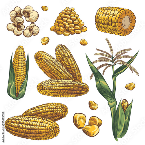 Hand drawn corn. Cereal maize plants, corn cob and grains vegetarian food, design for fast food packaging, menu poster, banner sketch vector set