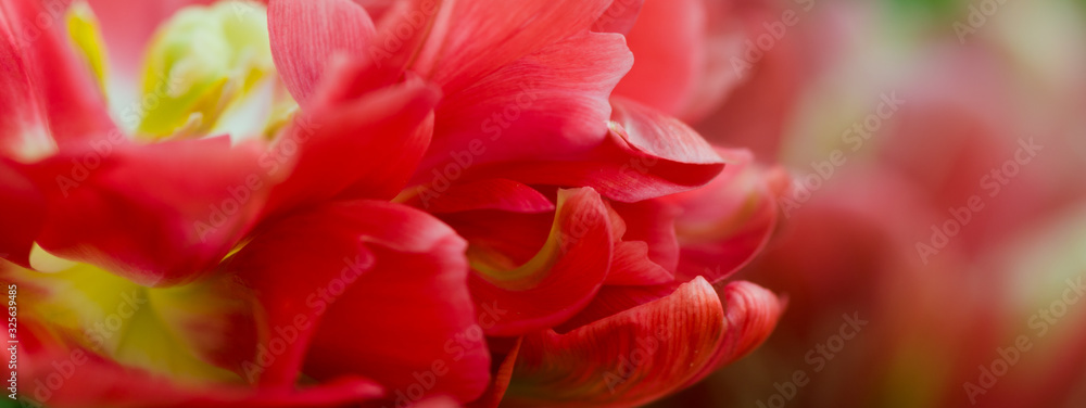 Closeup peony macro, delicate floral banner background