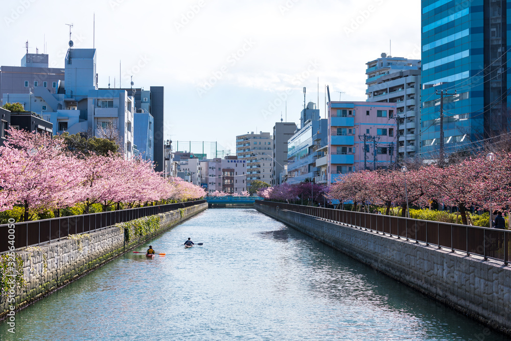 Fototapeta premium (東京都ー都市風景)大横川沿いのさくら並木2