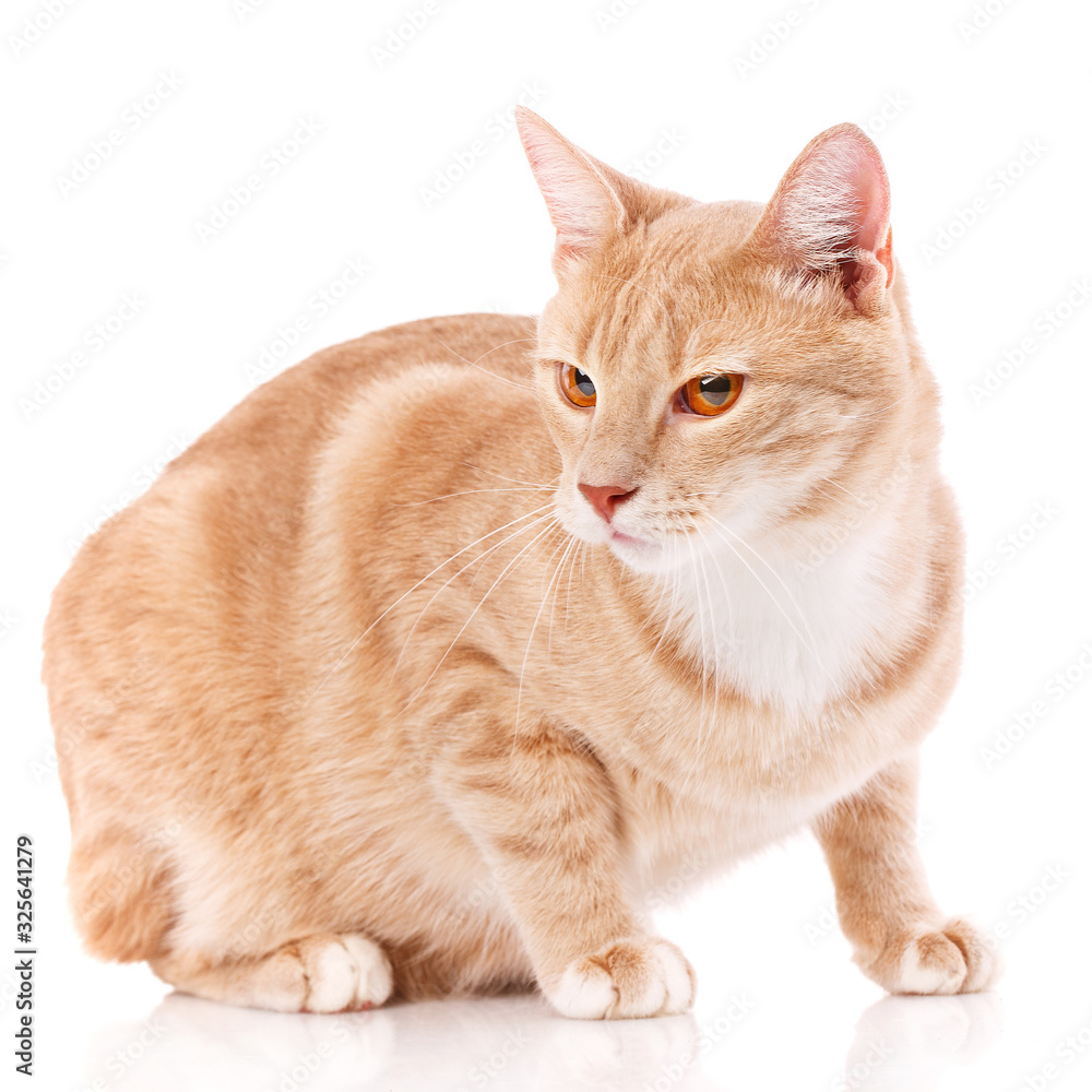 Cat, pet, and cute concept - kitten on a white background. Cat, pet, and cute concept - kitten on a white background.