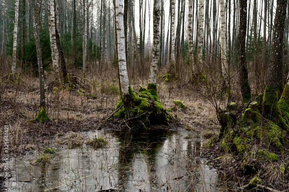 Fototapeta premium Walking tree in the swamp