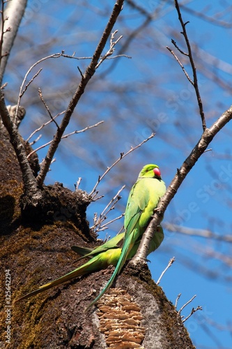 Ring-necked Parakeet (Psittacula krameri manillensis) ワカケホンセイインコ photo