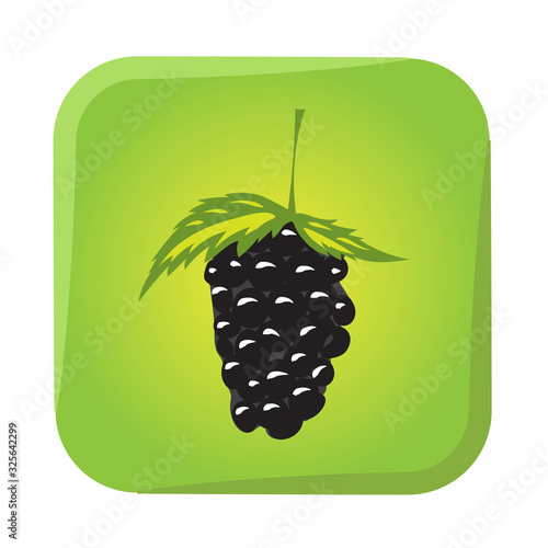 Color vector icon with blackberry