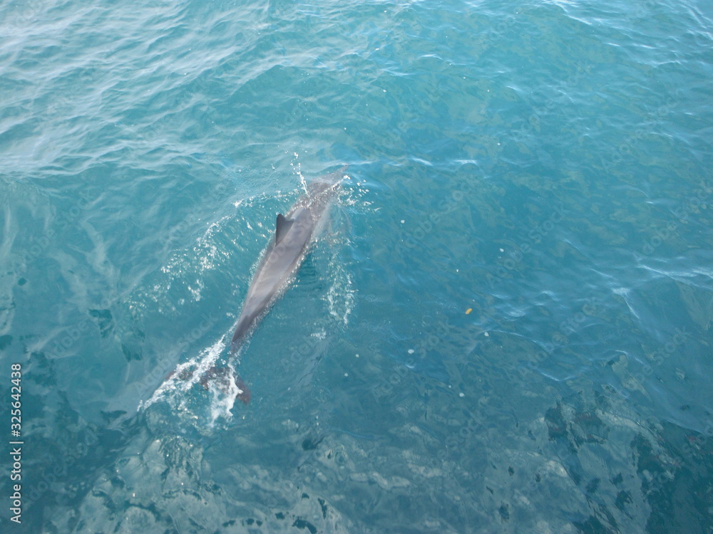 Naklejka premium Hawaii Dolphin