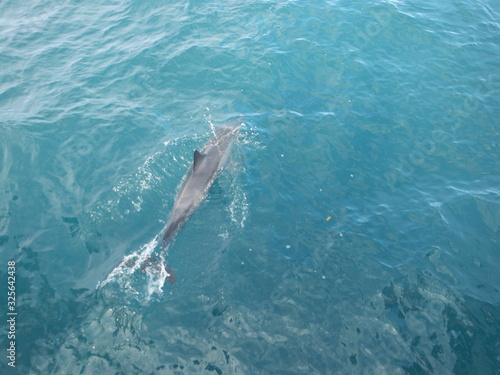 Hawaii Dolphin © Sydney
