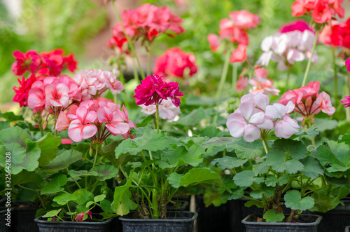 Garden Geranium Plant. White and pink flowers